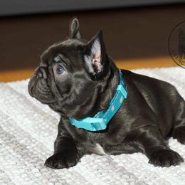 French Bulldog Puppies from A & B French Bulldogs