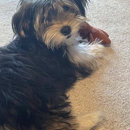 Tiki - Morkie