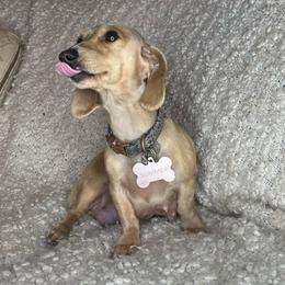 Summer - Dachshund