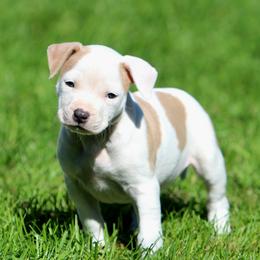 Girl 2 - Fawn female American Staffordshire Terrier puppy in Kewaskum, Wisconsin from Heritage AmStaffs