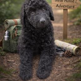 Holly Wheeler - Black female Bernedoodle puppy in Bennett, Colorado from Darling Paws, LLC