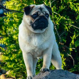 Rex - Pug