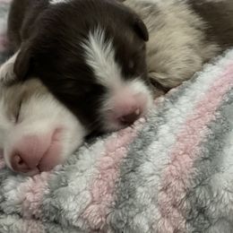 Australian Shepherd Puppies from Forgotten Coast Australian Shepherds