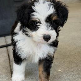 Hudson - Black and white male Aussiedoodle puppy in Campbell, California from Mini AussieDoodle Puppies