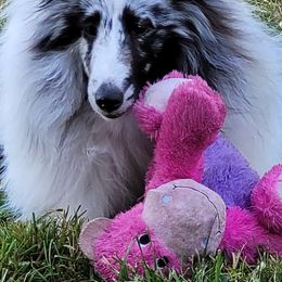Shetland Sheepdogs from Apricity Shetland Sheepdogs