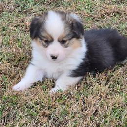 3 red collar boy - Black and tan male Pembroke Welsh Corgi puppy in Harrisburg, Illinois from Parish Corgis