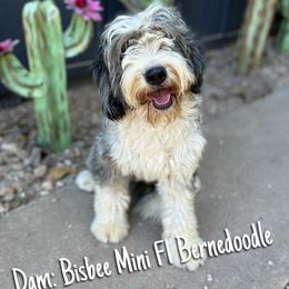 Bisbee - Bernedoodle