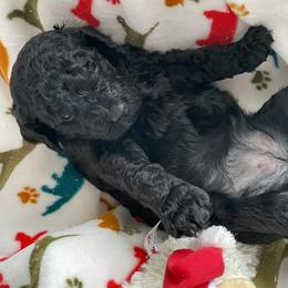 White-OPAL - Black female Poodle puppy in Hamilton Square, New Jersey from Sweet Standards