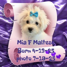 Mia - White female Maltese puppy in Silverhill, Alabama from Malteseuluv’s Tiny Treasurers