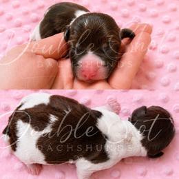 Libby - Piebald female Dachshund puppy in Haughton, Louisiana from Double Shot Dachshunds