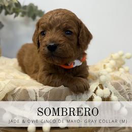 SOMBRERO - gray orange Collar - Red  male Goldendoodle puppy in Watertown, New York from True Friend Doodles