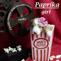Paprika (lavender collar) girl - Red  female Goldendoodle puppy in Corona, California from Fluffy Puppy Mini Doodles LLC