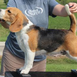Mable - Beagle