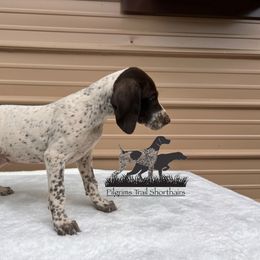 German Shorthaired Pointer and Vizsla Puppies from Pilgrims Trails Shorthairs