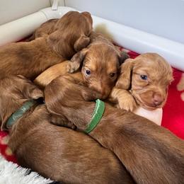Dachshund Puppies from Redland Dachshund Grove