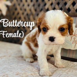 Buttercup - Blenheim female Cavalier King Charles Spaniel puppy in North Smithfield, Rhode Island from Thundermist Cavaliers