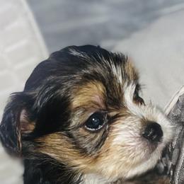 Yorkshire Terrier Puppies from Nell’s Adorable Yorkshire’s