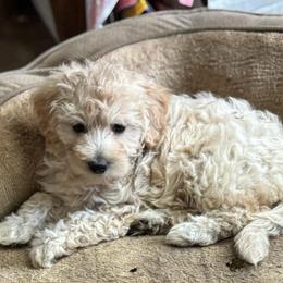 Macadamia - Cream female Labradoodle puppy in Somerset, California from Annie’s Animals