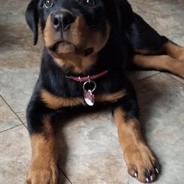 Rottweiler Puppies from CG Rottweilers
