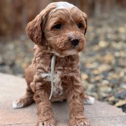 Heart - Apricot female Goldendoodle puppy in Twin Falls, Idaho from Magic Valley Family Doodles