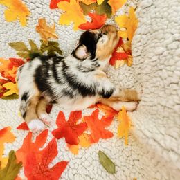 DelilahRose - Blue merle female Miniature Australian Shepherd puppy in California from Elsa’s lil Wiggle Butts