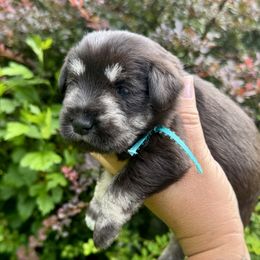 Sven (teal ribbon) - Black and silver male Miniature Schnauzer puppy in Floyd, Virginia from Little River Puppies