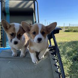 Pembroke Welsh Corgi Puppies from Gotta Chase Em All Corgis