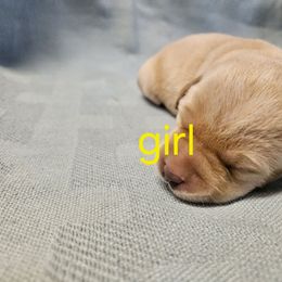 Girl 2 - Yellow female Labrador Retriever puppy in Avon, Minnesota from Labs on Sand kennel
