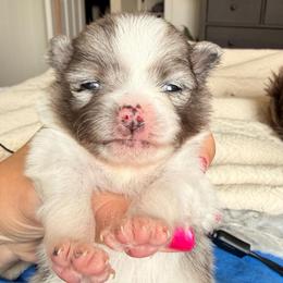 Kylo Ren - Blue merle male Pomeranian puppy in New Plymouth, Idaho from Pawdawan Poms
