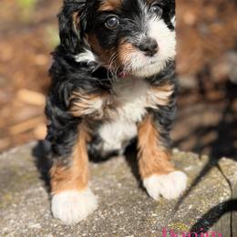 Denim - female Australian Mountain Doodle puppy in Henry, Illinois from Rowe Farms Doodles