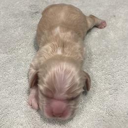 Boy 1 - Buff male Cocker Spaniel puppy in Rising Sun, Maryland from Palmtree Cockers