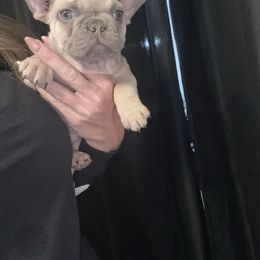 Boy 2 - Fawn and white male French Bulldog puppy in Alexandria, Virginia from Boss Lady Kennel