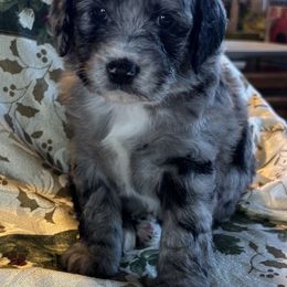 Clair - Blue merle female Toy Australian Shepherd puppy in La Grande, Oregon from Larsen's Toy Aussies