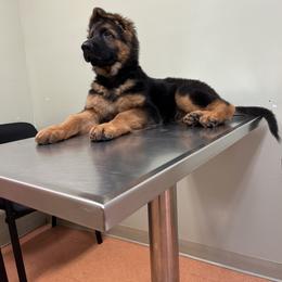 German Shepherd Puppies from Zwinger vom Schneider Wald