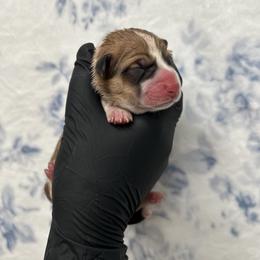 Nala - Fawn female Pembroke Welsh Corgi puppy in Vacaville, California from Hope_4thebay_Corgis