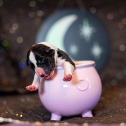Border Collie, Papillon, Sporty Mix, and Whippet Puppies from Old Hemp Border Collies / Open Horizon Sport Dogs