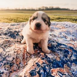 Minnie - White female Great Pyrenees puppy in New Palestine, Indiana from Hitchcock Homestead
