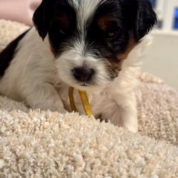 Molly - Tri-color female Bernedoodle puppy in Auburndale, Florida from Florida Mini Bernedoodles