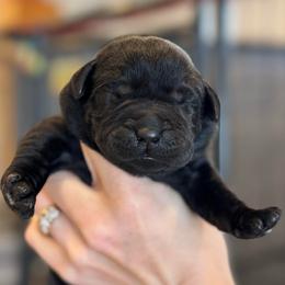 Lucy - Black female Labrador Retriever puppy in Owosso, Michigan from Bennington Retrievers