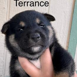 Terrance - Black and tan male Shiba Inu puppy in Las Vegas, Nevada from GBs Shiba Inu's