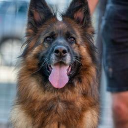 Zou - German Shepherd