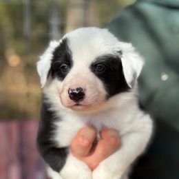 Domino 1,200 - Black and white male Border Collie puppy in Nashville, Arkansas from Whisenhunt Farms