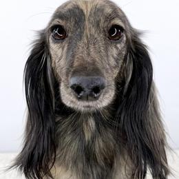 Sandy - Dachshund