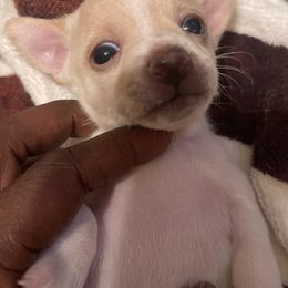 Chihuahua Puppies from Pittsburgh Paw Prints