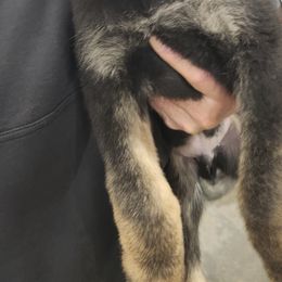 Male 1 - Black and tan German Shepherd puppy in Osage, Minnesota from Catensrud