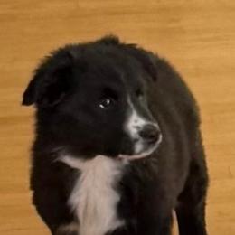 Larkspur - Black & white female Australian Shepherd puppy in Ellensburg, Washington from Creekside Aussies