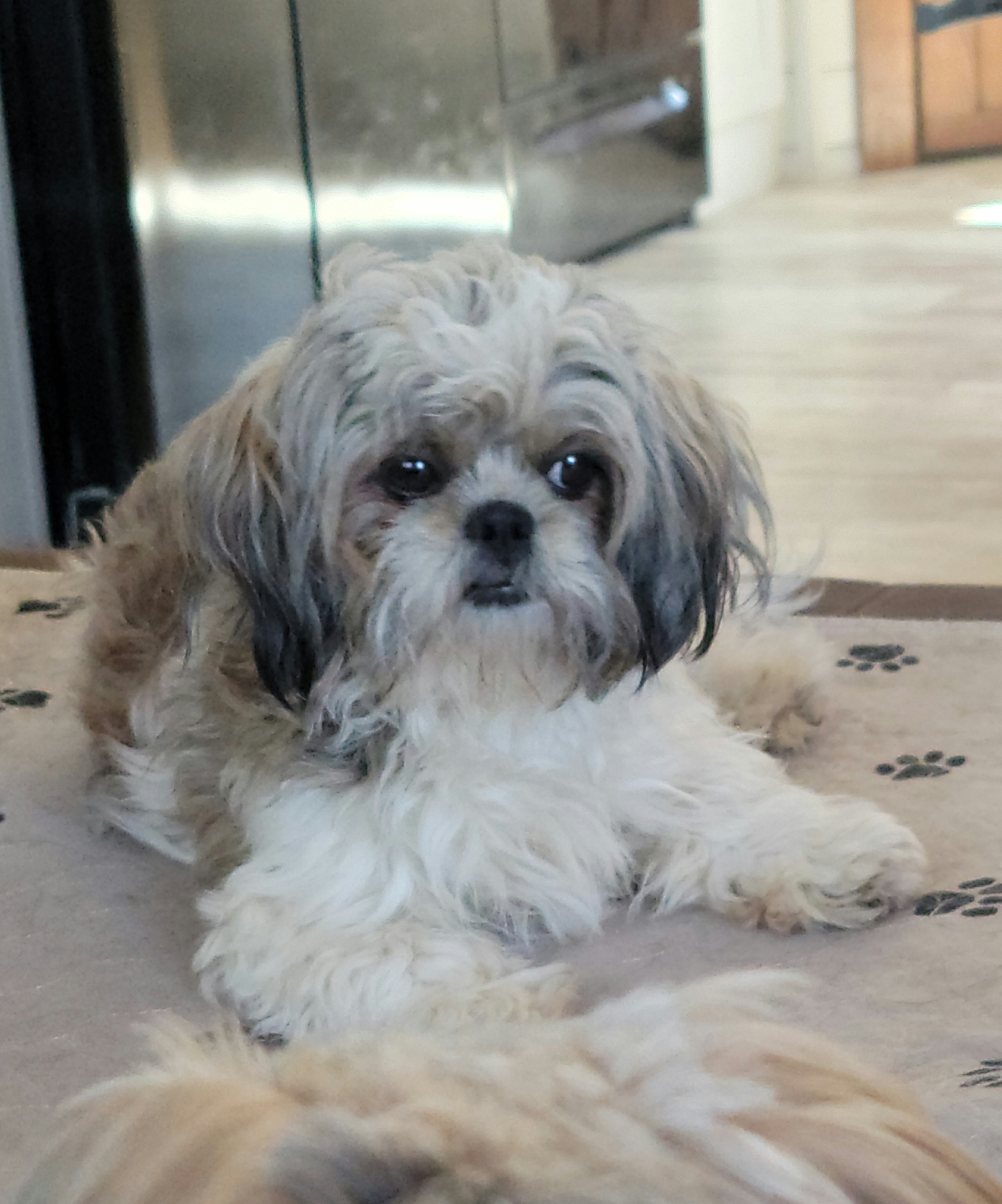 Amber - Shih Tzu
