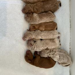 Boy 4 - Apricot male Goldendoodle puppy in Gilbert, Arizona from Sunny Doodles