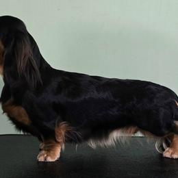 Juno - Dachshund