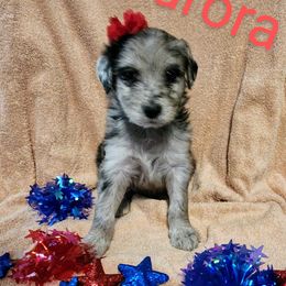 Aussiedoodle Puppies from Stone Shoe Ranch Aussiedoodles